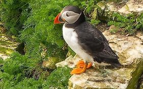 Trinket - The Cliff Top Cottage